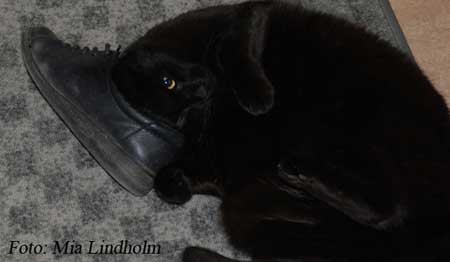 Bagheera