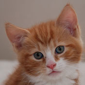 Malcolm
