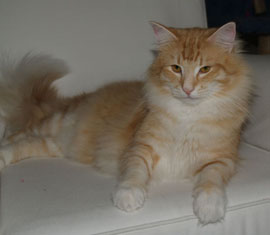 Pettson