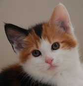 Zoe 